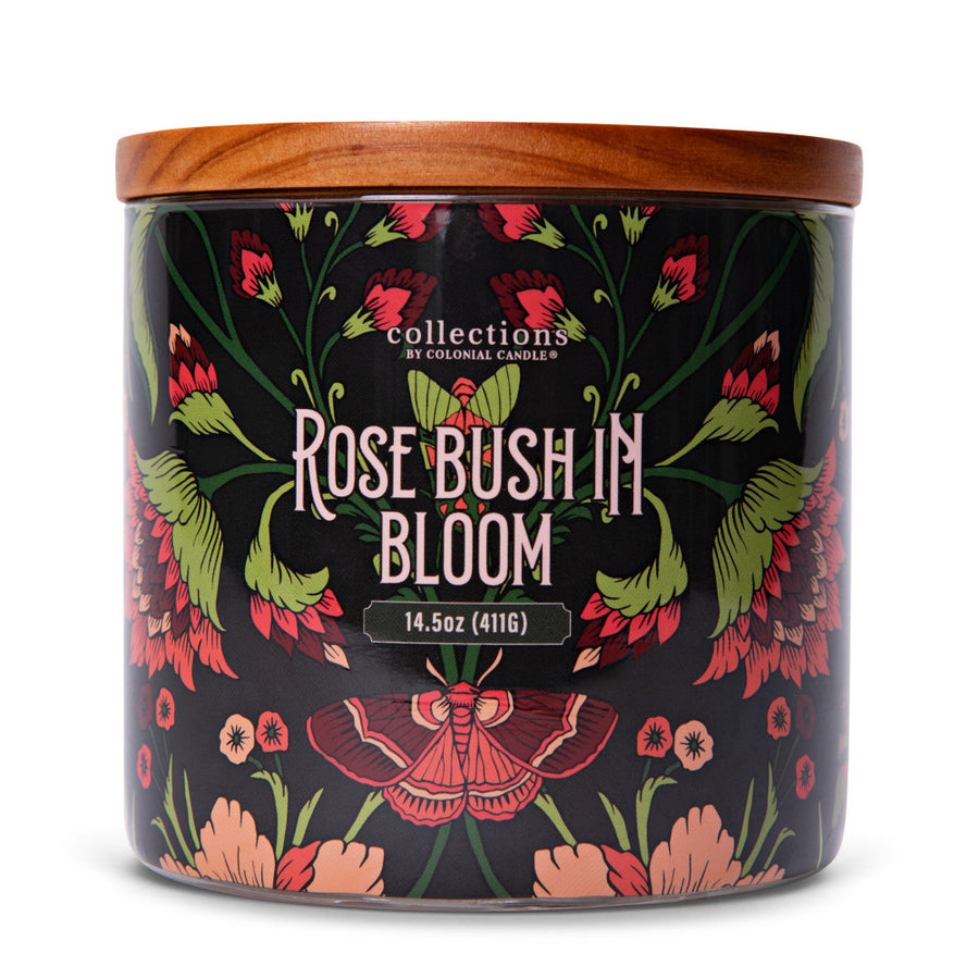 Rose Bush In Bloom
